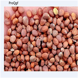 19usd Ngryise 3000Pcs A Set Japanese Brassica Rapa  seed