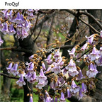 19usd Ngryise 80000Pcs A Set Paulownia Tomentosa Empress Tree Mao Pao Tong seed