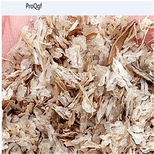 19usd Ngryise 80000Pcs A Set Paulownia Tomentosa Empress Tree Mao Pao Tong seed