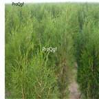 19usd Ngryise 9000Pcs A Set Platycladus Orientalis Chinese Arborvitae Oriental Thuja Ce Bai seed