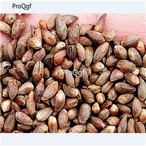 19usd Ngryise 9000Pcs A Set Platycladus Orientalis Chinese Arborvitae Oriental Thuja Ce Bai seed