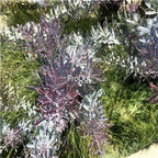 19usd Ngryise 8000Pcs A Set PURPLE ACACIA Baileyana Purpurea Fernleaf Mimosa seed