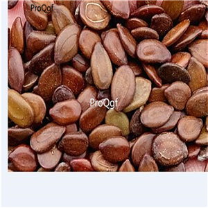 19usd Ngryise 8000Pcs A Set PURPLE ACACIA Baileyana Purpurea Fernleaf Mimosa seed