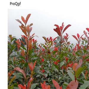 19usd Ngryise 9000Pcs A Set Photinia Fraseri Fraser Photinia Red Robin Hongye Shinan seed