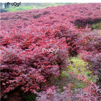 19usd Ngryise 3000Pcs A Set Acer Palmatum Japanese Maple Palmate Maple Hong-Feng seed