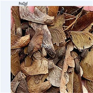 19usd Ngryise 3000Pcs A Set Acer Palmatum Japanese Maple Palmate Maple Hong-Feng seed