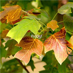 19usd Ngryise 3000Pcs A Set Liriodendron Chinense Chinese Tulip Tree fengyang seed