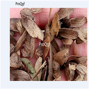 19usd Ngryise 3000Pcs A Set Liriodendron Chinense Chinese Tulip Tree fengyang seed