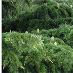 19usd Ngryise 3000Pcs A Set Cedrus Deodara Deodar Cedar Himalayan Cedar Xuesong seed