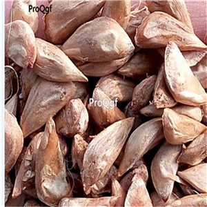 19usd Ngryise 3000Pcs A Set Cedrus Deodara Deodar Cedar Himalayan Cedar Xuesong seed