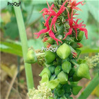 19usd Ngryise 1000Pcs A Set Ricinus Communis Castor Oil-Plant Castor Bean Bi Ma seed