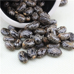 19usd Ngryise 1000Pcs A Set Ricinus Communis Castor Oil-Plant Castor Bean Bi Ma seed