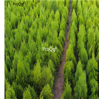 19usd Ngryise 9000Pcs A Set Sabina Chinensis Juniperus Chinensis Chinese Juniper Sa Jin Bai seed