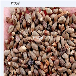 19usd Ngryise 9000Pcs A Set Sabina Chinensis Juniperus Chinensis Chinese Juniper Sa Jin Bai seed