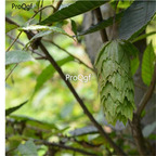 19usd Ngryise 9000Pcs A Set Carpinus Turczaninowii Small Hardwood Tree Hornbeam  seed