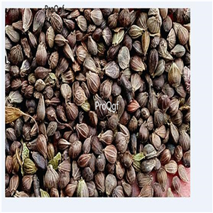 19usd Ngryise 9000Pcs A Set Carpinus Turczaninowii Small Hardwood Tree Hornbeam  seed