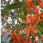 19usd Ngryise 2000Pcs A Set Osmanthus Fragrans Sweet Osmanthus Sweet Olive Guihua seed