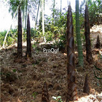 19usd Ngryise 3000Pcs A Set Phyllostachys Heterocycla Moso Bamboo Mo Suo Zhu seed