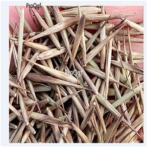 19usd Ngryise 3000Pcs A Set Phyllostachys Heterocycla Moso Bamboo Mo Suo Zhu seed