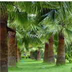 19usd Ngryise 2000Pcs A Set Trachycarpus Fortunei Windmill Palm Chusan Palm seed
