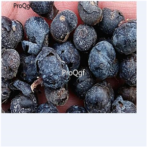 19usd Ngryise 2000Pcs A Set Trachycarpus Fortunei Windmill Palm Chusan Palm seed