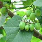 19usd Ngryise 500Pcs A Set Jatropha Curcas Barbados  seed