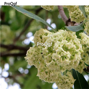 19usd Ngryise 2000Pcs A Set Alstonia Scholaris Blackboard Tree Ditabark Tang-Jiao-Shu seed