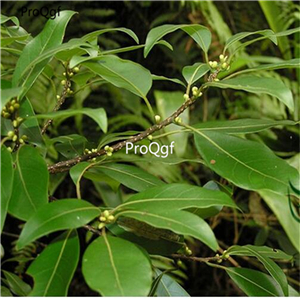19usd Ngryise 6000Pcs A Set Litsea Coreana Lanuginosa Litsea xiangzhang seed