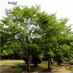 19usd Ngryise 6000Pcs A Set Zelkova Serrata Japanese Zelkova Japanese Elm seed