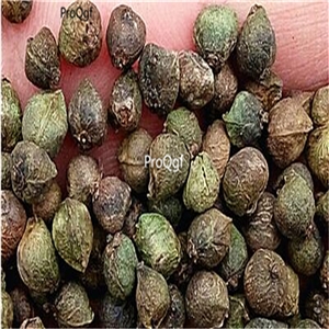 19usd Ngryise 6000Pcs A Set Zelkova Serrata Japanese Zelkova Japanese Elm seed