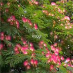 19usd Ngryise 6000Pcs A Set Albizia Julibrissin Persian Silk Tree seed
