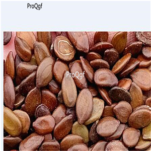 19usd Ngryise 6000Pcs A Set Albizia Julibrissin Persian Silk Tree seed