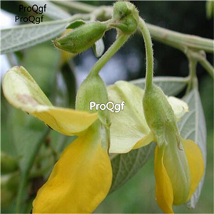 19usd Ngryise 3000Pcs A Set Cajanus Cajan Pigeon Pea seed