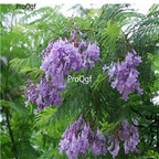 19usd Ngryise 500Pcs A Set  Jacaranda Black Poui Lan-Hua-Ying seed