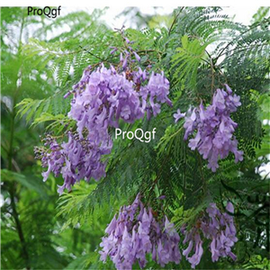 19usd Ngryise 500Pcs A Set  Jacaranda Black Poui Lan-Hua-Ying seed