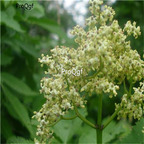 19usd Ngryise 8000Pcs A Set Sambucus Williamsii Elderberry Elder Jie Gu Mu seed