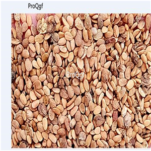 19usd Ngryise 8000Pcs A Set Sambucus Williamsii Elderberry Elder Jie Gu Mu seed