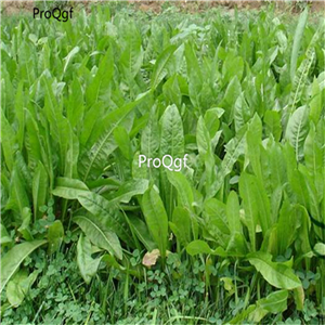 19usd Ngryise 30000Pcs A Set Cichorium Intybus Common Chicory Endive Juju seed