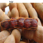 19usd Ngryise 500Pcs A Set Tamarindus Indica Tamarind Tree Suan Jiao seed