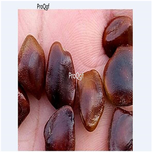 19usd Ngryise 500Pcs A Set Tamarindus Indica Tamarind Tree Suan Jiao seed