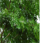 19usd Ngryise 300Pcs A Set Pterocarpus Santalinus  seed