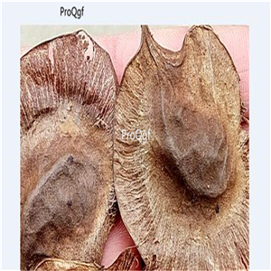 19usd Ngryise 300Pcs A Set Pterocarpus Santalinus  seed