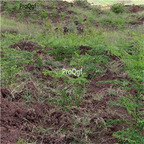 19usd Ngryise 3000Pcs A Set Moringa Oleifera Horseradish Tree Drumstick Tree seed