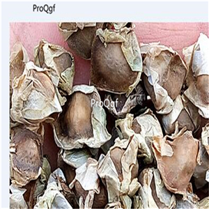 19usd Ngryise 3000Pcs A Set Moringa Oleifera Horseradish Tree Drumstick Tree seed