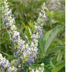 19usd Ngryise 8000Pcs A Set Vitex Negundo  Vitex  seed