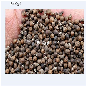 19usd Ngryise 8000Pcs A Set Vitex Negundo  Vitex  seed