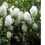 19usd Ngryise 6000Pcs A Set Viburnum opulus seed