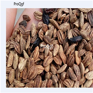 19usd Ngryise 6000Pcs A Set Viburnum opulus seed