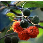 19usd Ngryise 3000Pcs A Set Fructus Broussonetiae seed