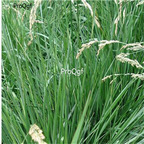 19usd Ngryise 30000Pcs A Set Festuca Arundinacea  seed